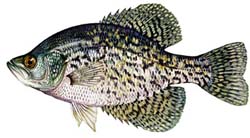 Crappie