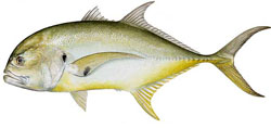 Crevalle Jack