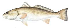 Redfish